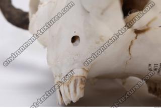 animal skull teeth 0012